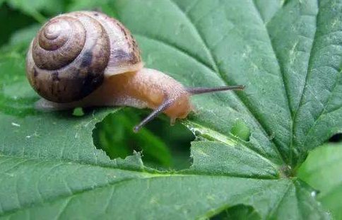 吃叶子的蜗牛.png