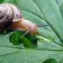 吃叶子的蜗牛.png