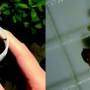 葡萄黑耳喙象幼虫1.jpg