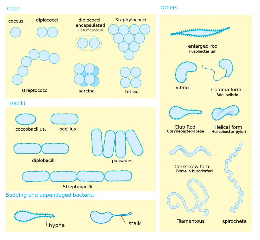 1280px-bacterial_morphology_diagram.svg.png