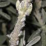 381px-aphids-on-lupine1.jpg