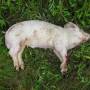 640px-example_of_a_pig_carcass_in_the_fresh_stage_of_decomposition.jpg