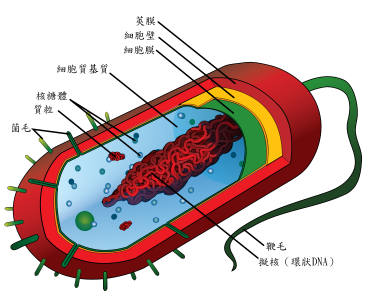 average_prokaryote_cell-_zh.png