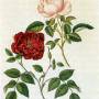 rosa_chinensis_1795.jpg